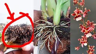 Oncidium Orchid Care