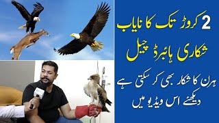 Imported Birds & Animals | Hybrid Eagles | Eagles Price in Pakistan | Falcon