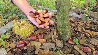 Growing chestnuts - how to harvest fruits already in the first year