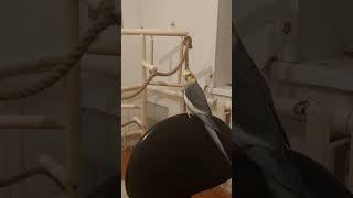 Милый попугай Корелла сидит на стуле
