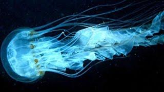 National Geographic -  Bioluminescent Creatures  - Documentary 2016 HD 1080p