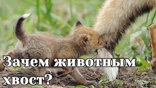 Зачем животным хвост? Зачем животным нужен хвост?