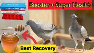 Best Recovery for Racing Pigeons | Booster Formula For Racer Pigeons