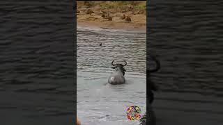 Wildebeest vs. Crocodile: Epic Battle for Survival! (Viral Video)