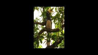 GREAT INDIAN HORNBILL | #short | HORNBILL | ORIENTAL PIED HORNBILL | ধনেশ পাখি | HORNBILL BIRD