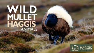 The Fascinating World of Wild Mullet Scottish Haggis Animal