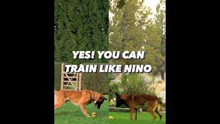 How To Train like Nino!? Yes, You can! 🫵 #shorts