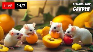 24/7 LIVE Cat TV: Cat TV for CatsWatch Cute White Mouse In Juicy Fruits House | 4K HD 60 FPS