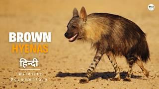 Brown Hyenas - हिन्दी डॉक्यूमेंट्री | Wildlife documentary in Hindi