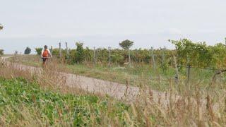 Weinradwege im Weinviertel