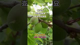 #매실 #매실효능 #매실나무 #유실수 #묘목시장 #묘목구매