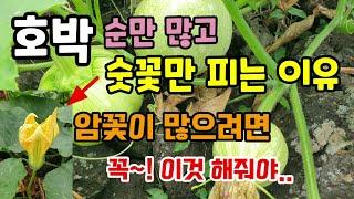 호박 순만 많고 숫꽃만 피는 이유 호박암꽃이 많으려면 기상조건이 중요하고 꼭 이것 해줘야 호박 많이 수확합니다 호박재배