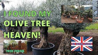 I found my OLIVE TREE HEAVEN in England. Nobridge Nurseries.