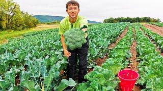 Amazing Broccoli Harvest