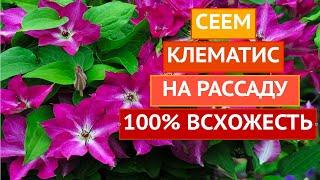 СЕЕМ КЛЕМАТИС НА РАССАДУ ТАК, ЧТОБЫ ОН 100% ВЗОШЕЛ!!!