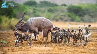 African Wild Dogs – The Art of Pack Hunting in the Wild #naturedocumentary | Wild Kingdoom