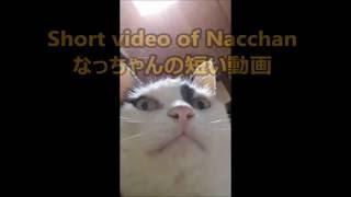 Short video of Nacchan／なっちゃんの短い動画