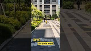 (하린루 TV) 산책하다가 딱! 하린&하민이 조우!!! #shorts #하린루 #아들일상 #딸일상 #강아지 #애견 #산책 #강아지산책 #말티푸 #maltipoo