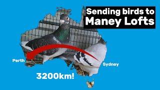 Sending pigeons to Maney Lofts