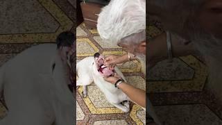 What supplementsand dog food I give to my dogs#dog#germanshepherd#dogoargentino#viral#shorts