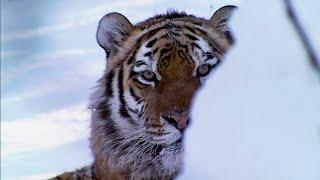 눈내린 타이가에서 마주친  야생호랑이. 범의 땅에서 생활하는 감독  . Tigers in the snowy Taiga forest.      I am a forest.