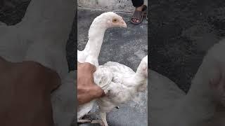 Beautiful Male and Female Chicken 50000 ke #viral #shortvideo #mrpakistani