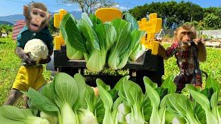 Bim Bim family harvests giant green vegetables and encounters trouble