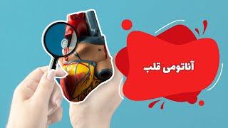 آناتومی قلب