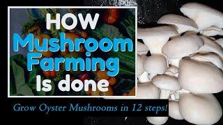 How mushroom farming is done: Grow oyster mushrooms in 12 simple steps