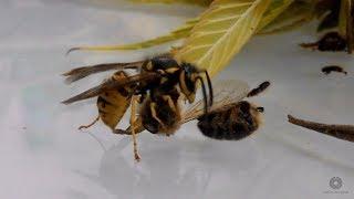 Wasp Cleaning Commando