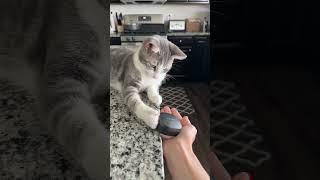 Smart cat  #cat #catlovers #catshorts #catvideos #catmemes #subscribe #youtubeshorts #youtube