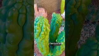Now scheduling fall creations!  Limited Cactus Garden Dreamscapes available! #cactusjeff #garden