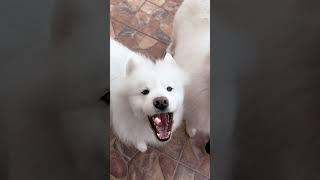 Samoyeds in slow motion … it’s too funny 