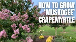 How to Grow 'Muskogee' Crapemyrtle