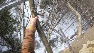 Sycamore Hazard Tree Removal (Hard Leaner and Split)