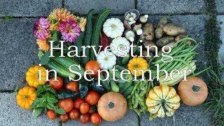 Harvesting in September