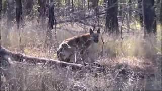 Wild dogs of the Scenic Rim - trapping at a carcass