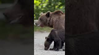 Nature Amazing Bear Cub's #shorts #nature #explore #amazing #music #animals #motivation #travel #wow