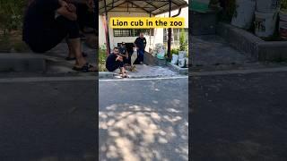 Lion cub walking in the zoo Yerevan inside Yerevan Zoo #armenia