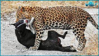 Leopard vs Dog | 10 brutal leopard attacks on dogs caught on camera! | Animal Fights