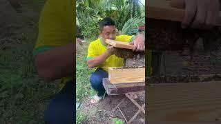 Muốn mật đầy tổ có ngay sáp bẫy ong