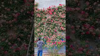 Technique cut pruning rose blooming #shortvideo #bonsai #floweringplant #floweringplant