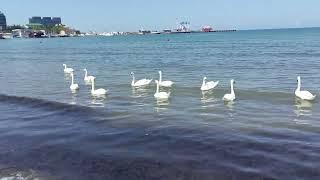 Лебединая стая  на Чёрном море. Анапа.