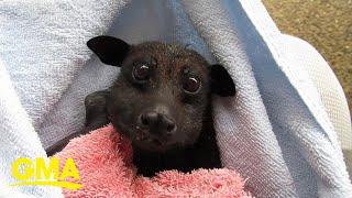 Rescued bat munching on bananas makes us realize that bats are actually sort of cute l GMA Digital