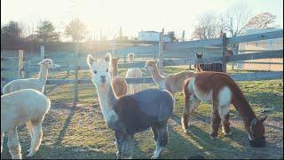 HOW MUCH MONEY TO OPEN ALPACA FARM?