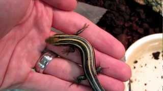 How to tame a blue-tailed skink (five lined skink)