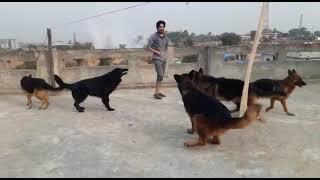 playing time 7 German Shepherds#Z.Hpets