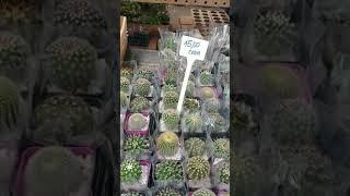 cactos na feira de domingo Ceagesp