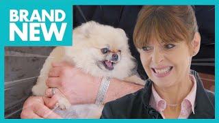 Winnie: The Possessive Pomeranian | Full Episode | It’s Me or The Dog