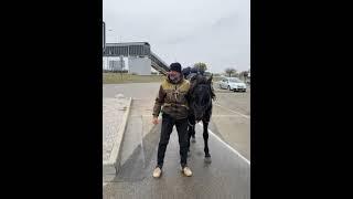 Алим доехал до Краснодара с Нальчика и сегодня обратно выехал   Кабардинская порода лошадей